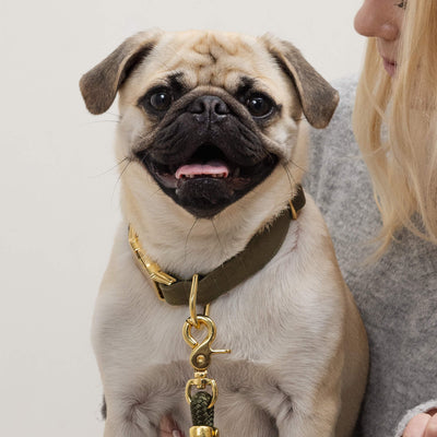 Premium Olive Dog Collar