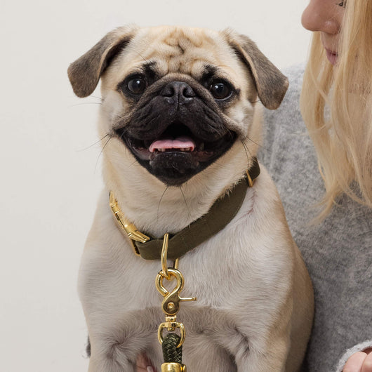 Premium Olive Dog Collar
