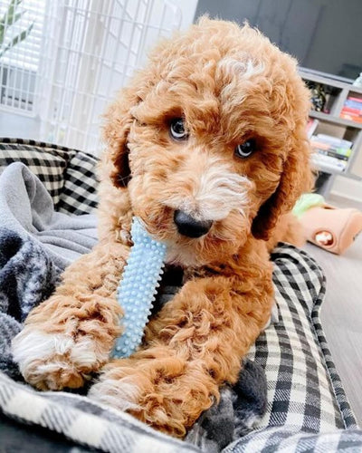 Puppy Teething Chew Toys Starter Kit Set