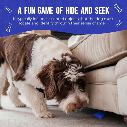 Nose Work Scent Training Kit For Calmer Dogs