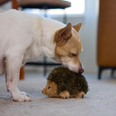Squeaky Hedgehog Plush Toy for Cuddles