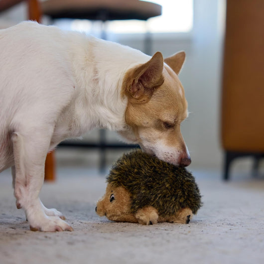 Squeaky Hedgehog Plush Toy for Cuddles