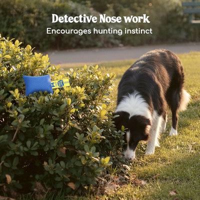 Nose Work Scent Training Kit For Focused Dogs