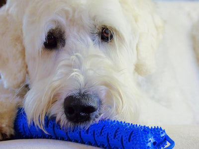 Interactive Dog Dental Chew Toy