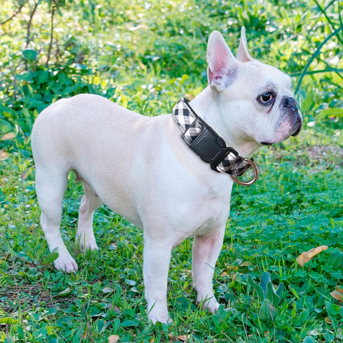 Reflective Neoprene Dog Collar Set