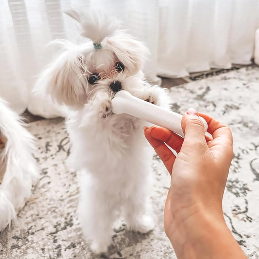 Puppy Teething Chew Toys Starter Kit Set