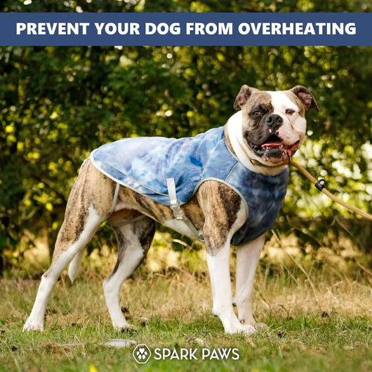 Evaporative Dog Cooling Vest for Summer Adventures