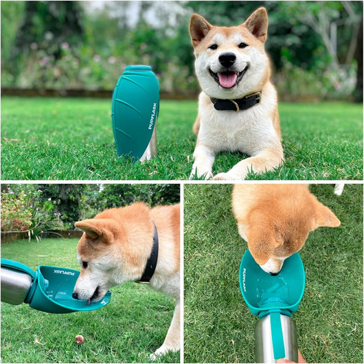 Portable Dog Water Bottle & Travel Bowl