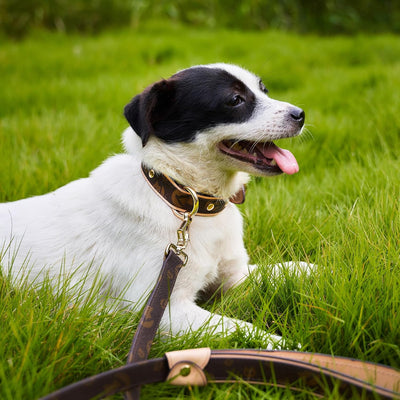Leather Dog Collar | Soft Padded Durable Adjustable Collar