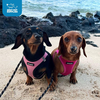 No Pull Step-In Dog Harness