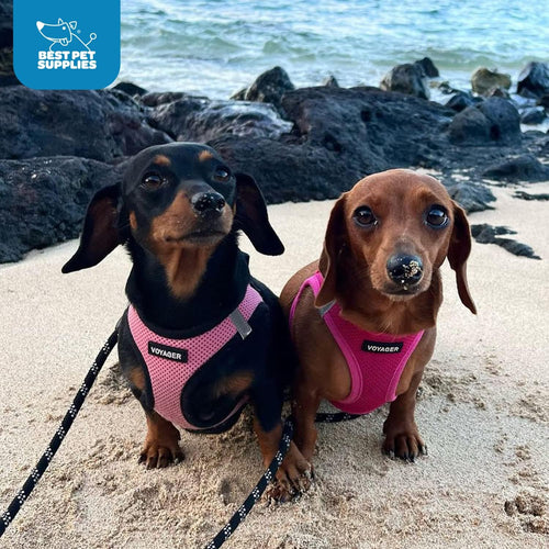No Pull Step-In Dog Harness