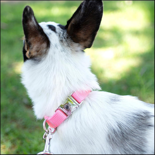 Premium Nylon Dog Collar with Metal Buckle