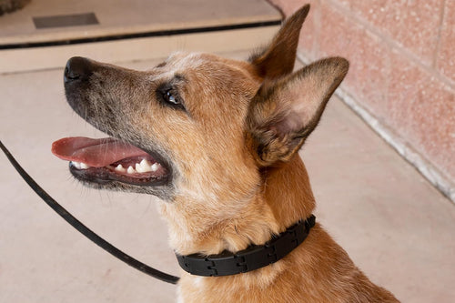 Adjustable Dog Training Collar
