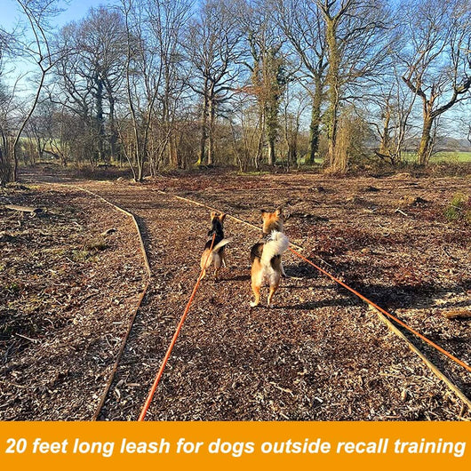 Leash Floating Recall Freedom For Active Dogs