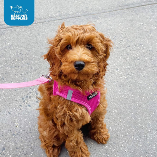 No Pull Step-In Dog Harness