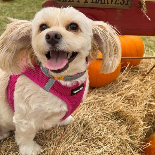 No Pull Step-In Dog Harness