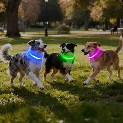 LED USB Rechargeable Safety Dog Collar
