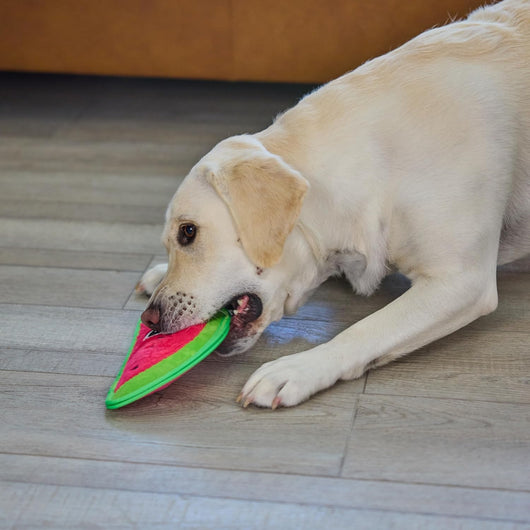 Squeaky Watermelon Toy for Tough Chewers