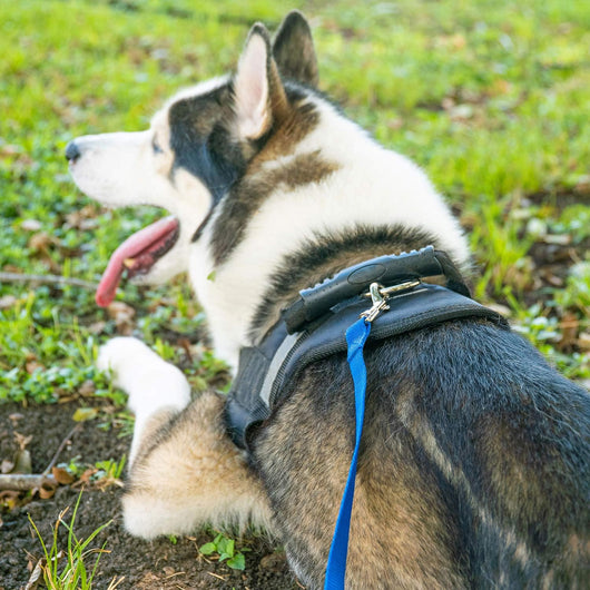 Leash Recall Training Freedom For Active Dogs