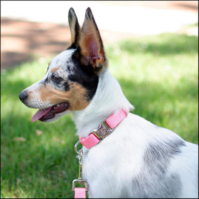 Premium Nylon Dog Collar with Metal Buckle