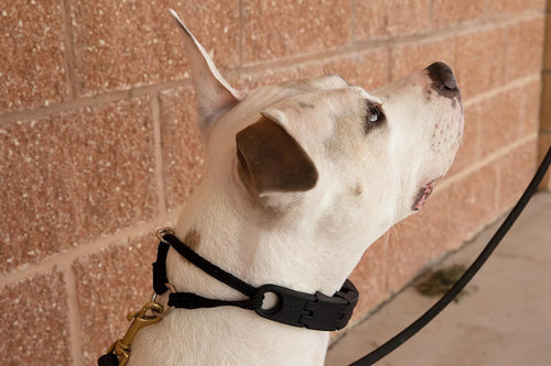 Adjustable Dog Training Collar