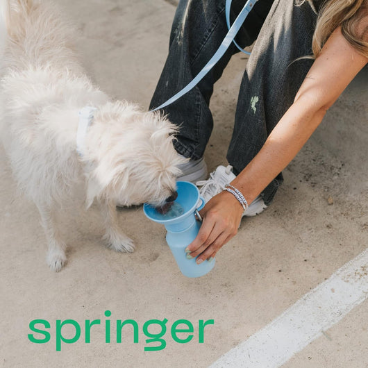 Portable Dog Water Bottle for Travel