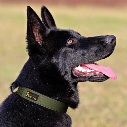 Heavy Duty Tactical Dog Collar