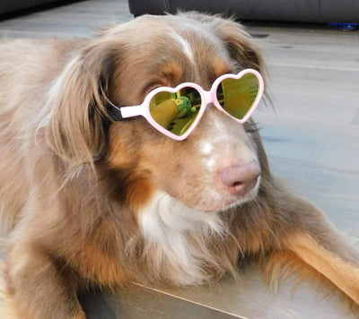 Medium Dog Heart Sunglasses Costume Photo Props