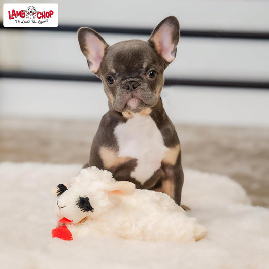 Squeaky Lamb Plush Toy for Cuddles