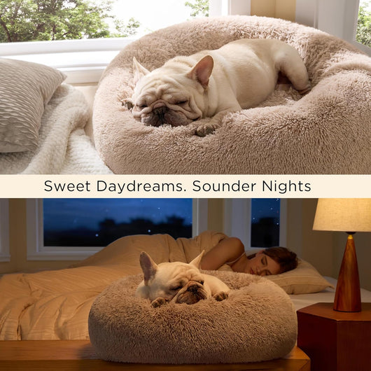 Human Dog Bed With Orthopedic Support