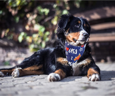 Patriotic USA Dog Bandana Two-Pack for Celebrations