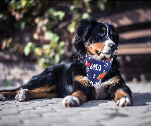 Patriotic USA Dog Bandana Two-Pack for Celebrations