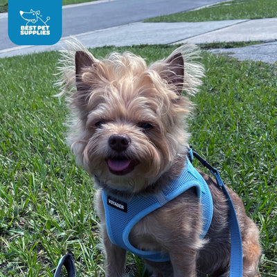 Baby Blue Step-In Dog Harness