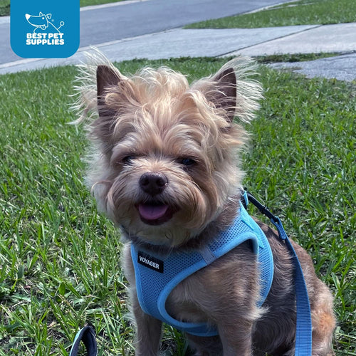 Baby Blue Step-In Dog Harness