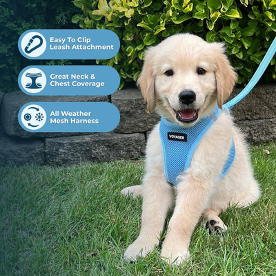 Baby Blue Step-In Dog Harness