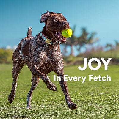 Dog Ball Launcher for Fetch