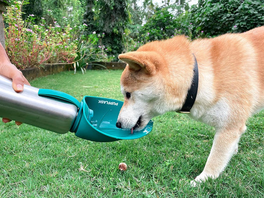 Portable Dog Water Bottle & Travel Bowl