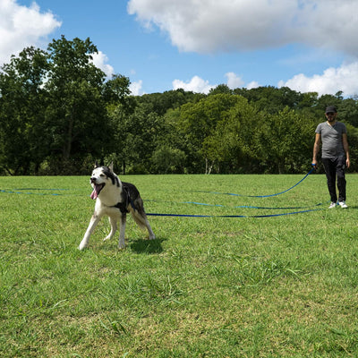 Leash Recall Training Freedom For Active Dogs