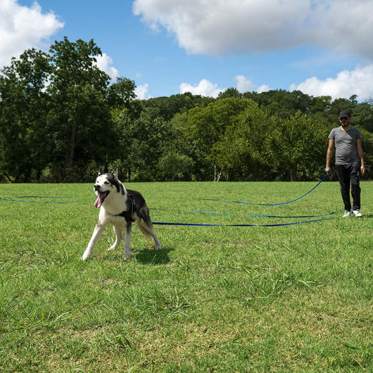 Leash Recall Training Freedom For Active Dogs