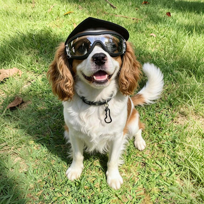 UV Protection | Clear Dog Goggles