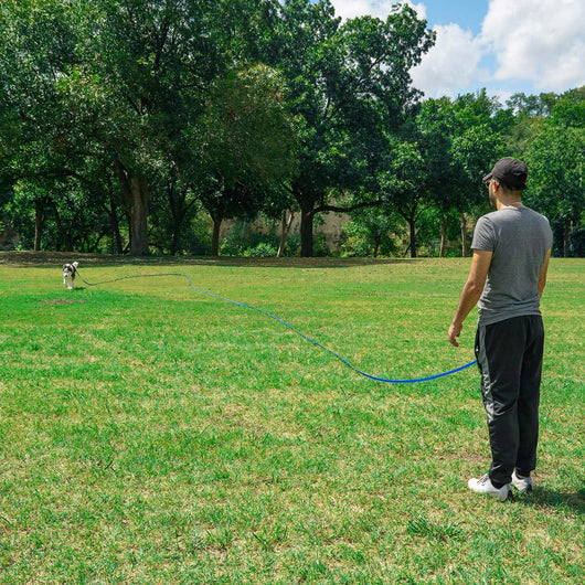 Leash Recall Training Freedom For Active Dogs