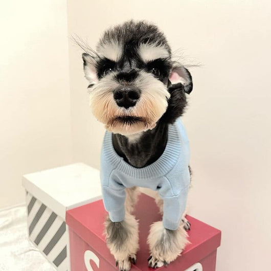 Doggie Moody Clothes