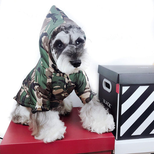 Pfrench Bulldog Dog Jackets For Winter