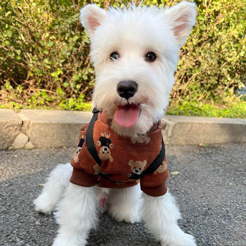 Big Dog Fresh Sweater