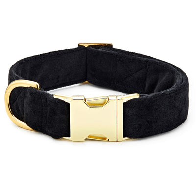 Black velvet luxury dog collar with gold hardware for stylish everyday dog walks