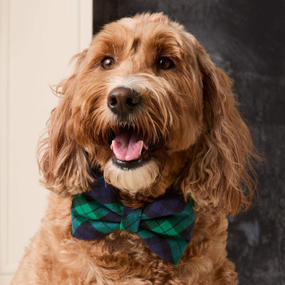 Black Watch Plaid Dog Bow