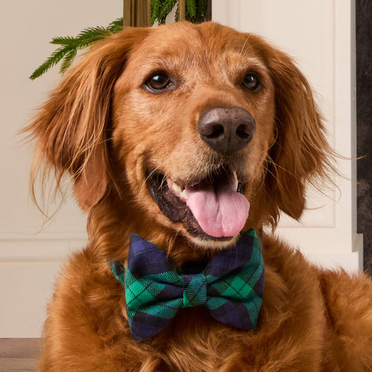 Black Watch Plaid Dog Bow