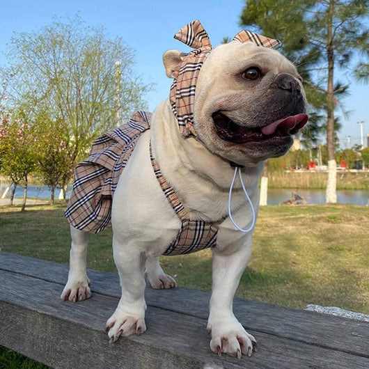High Quality Dog Dusty Dress
