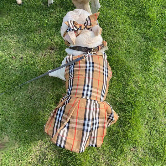 High Quality Dog Dusty Dress