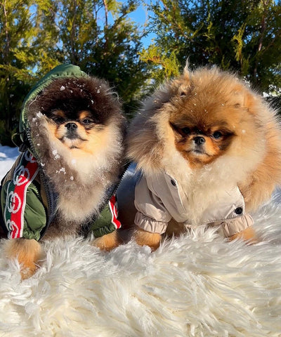 Gigi Fly Winter Jacket With Hood